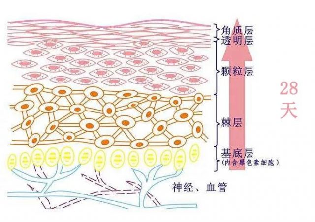 皮肤新陈代谢周期是说从基底层细胞分化向角质层推进,直到老化