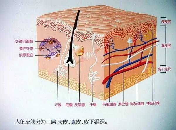 人的皮肤分为三层:表皮,真皮,皮下组织