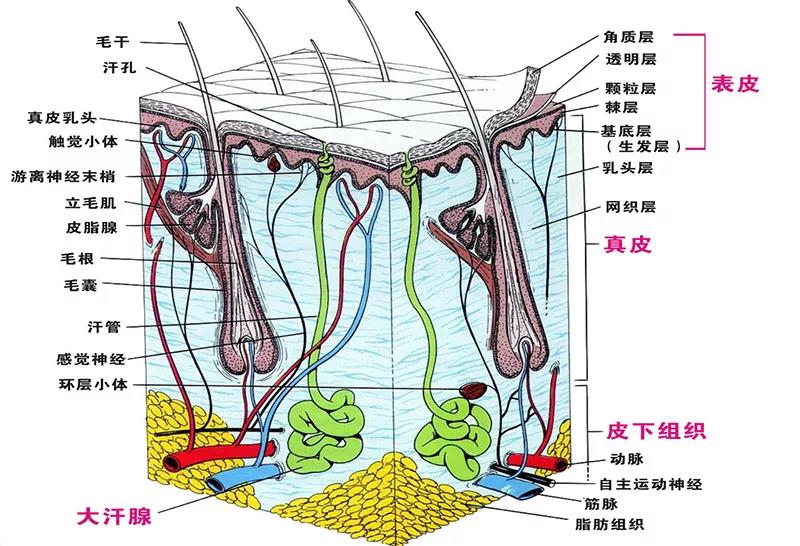 紧实,皱纹,松弛下垂的问题;皮下组织主导凹陷,肌肉下垂等问题